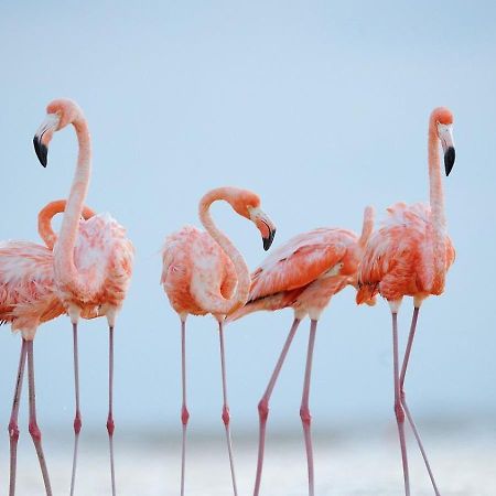 L'Oiseau Bleu Lägenhet Salin-de-Giraud Exteriör bild