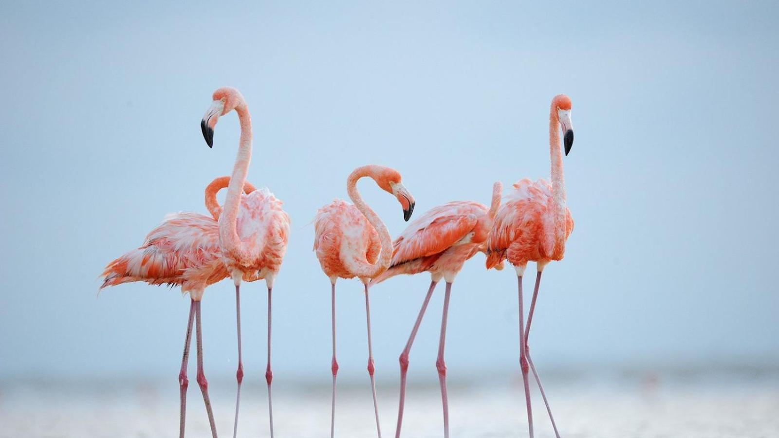 L'Oiseau Bleu Lägenhet Salin-de-Giraud Exteriör bild